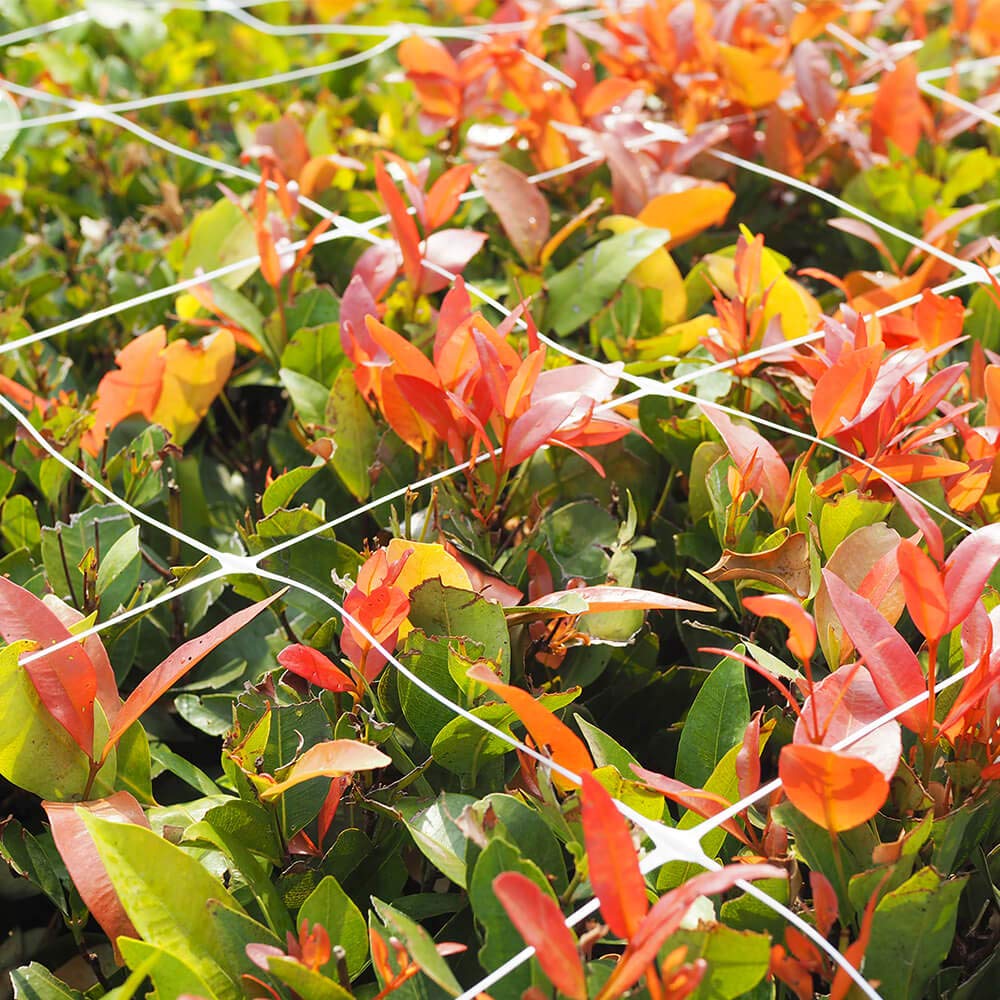 Vensovo trellis netting roll promotes organized vines and airflow.