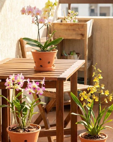 Vensovo orchid pot dimensions: 3.1-inch height, 4-inch outer diameter.