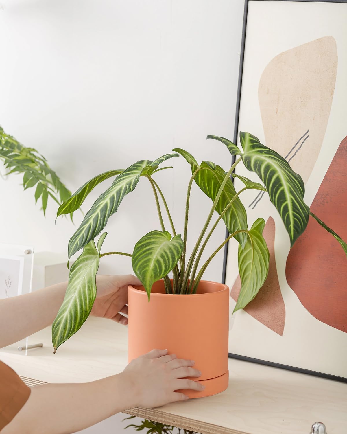 Vensovo terracotta pots on a desk with a succulent demonstrates desktop planting.