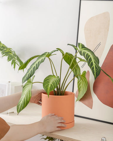 Vensovo terracotta pots on a desk with a succulent demonstrates desktop planting.