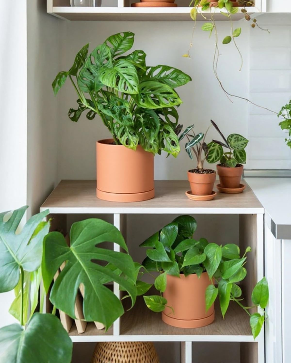 Vensovo terracotta pots on a windowsill with herbs illustrate indoor growing.