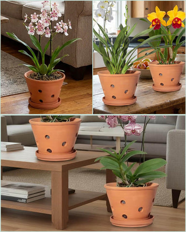 Vensovo two-pack with matching saucers for moisture catchment.