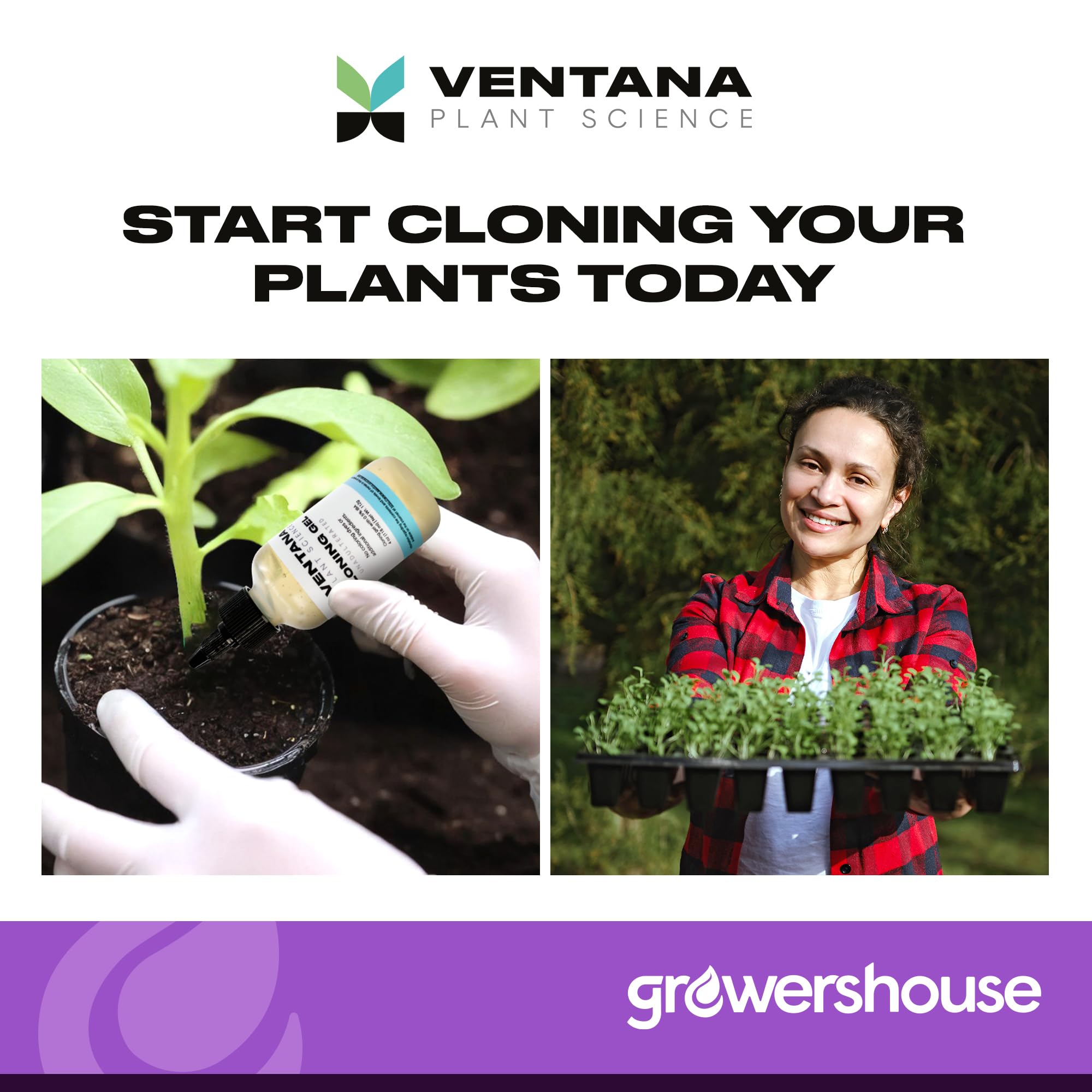 Ventana dye-free cloning gel promotes safe, effective rooting