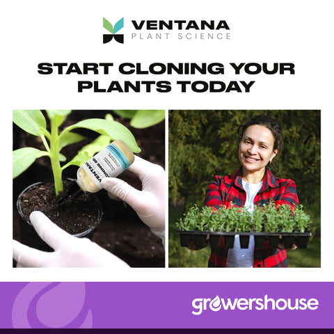 Ventana dye-free cloning gel promotes safe, effective rooting