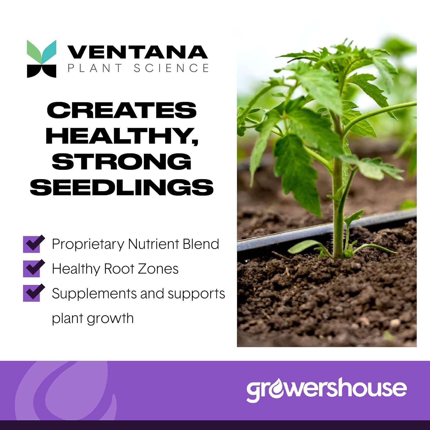 Ventana root development process visual suggests healthy initiation for clones