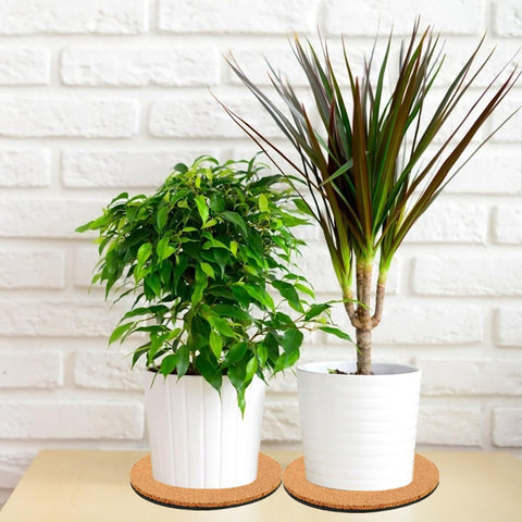 Venyat coaster pack in nude supports decorative plant displays