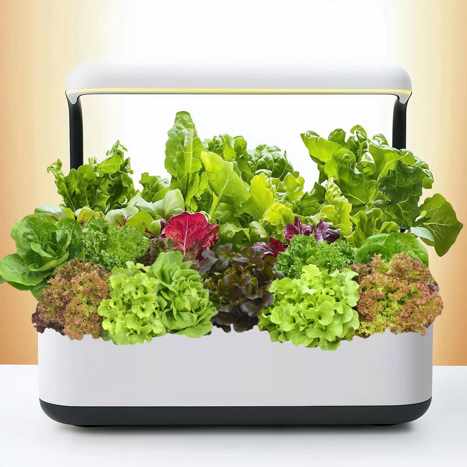 American-sourced Verdant Vigor seeds, non-GMO lettuce