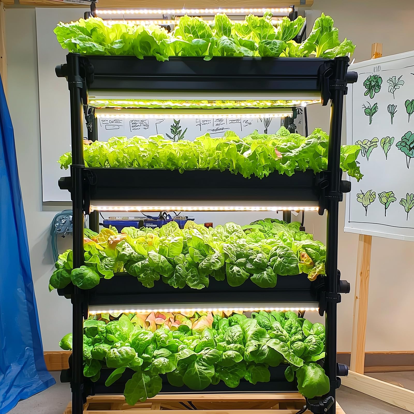 Easy-growing guide included with Verdant Vigor lettuce seeds