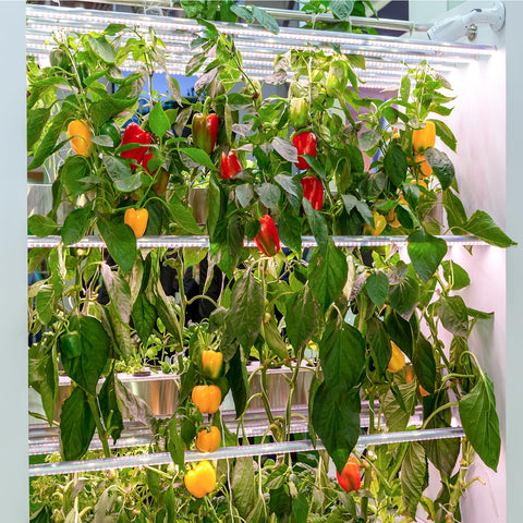 Verdant Vigor compatible for indoor-outdoor gardening setups and flexible space use.