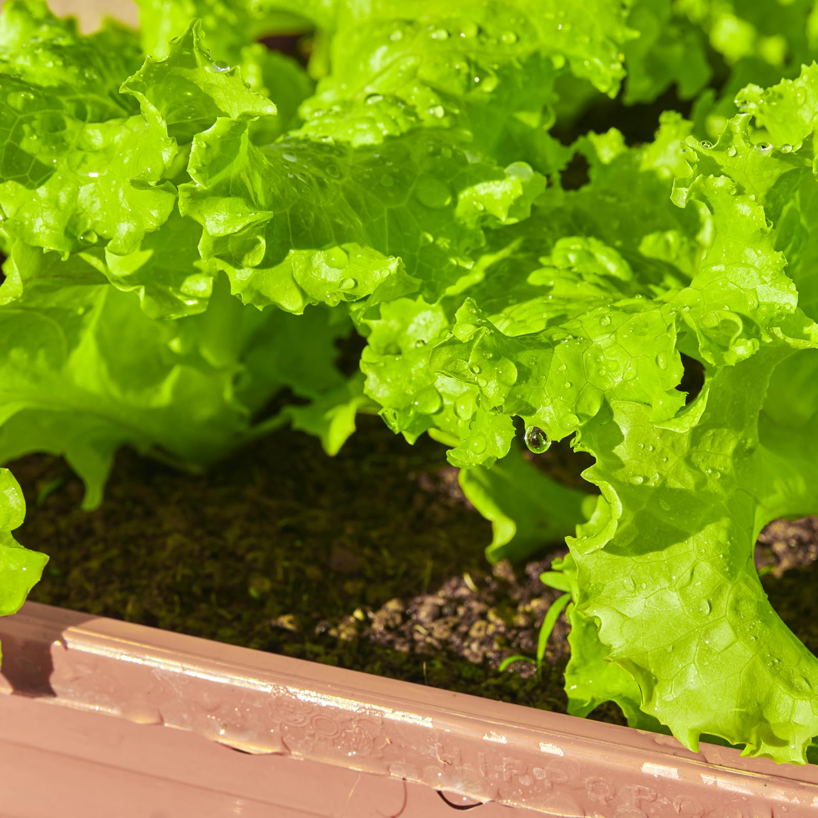 Verdant Vigor open-pollinated heirloom seeds for garden use