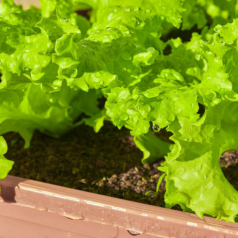 Verdant Vigor open-pollinated heirloom seeds for garden use