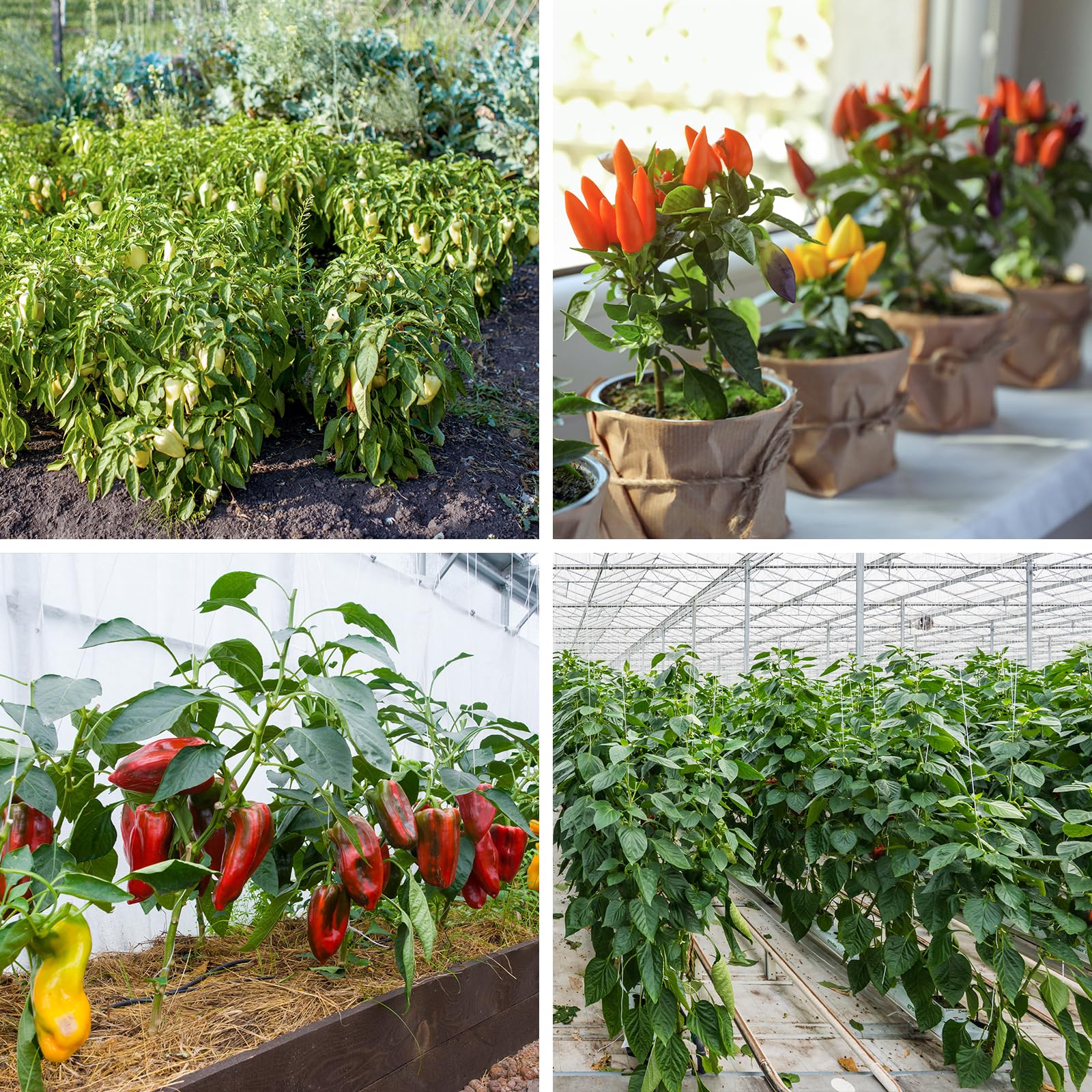 Verdant Vigor 10 free plant markers help track pepper varieties.