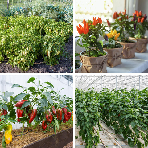 Verdant Vigor 10 free plant markers help track pepper varieties.