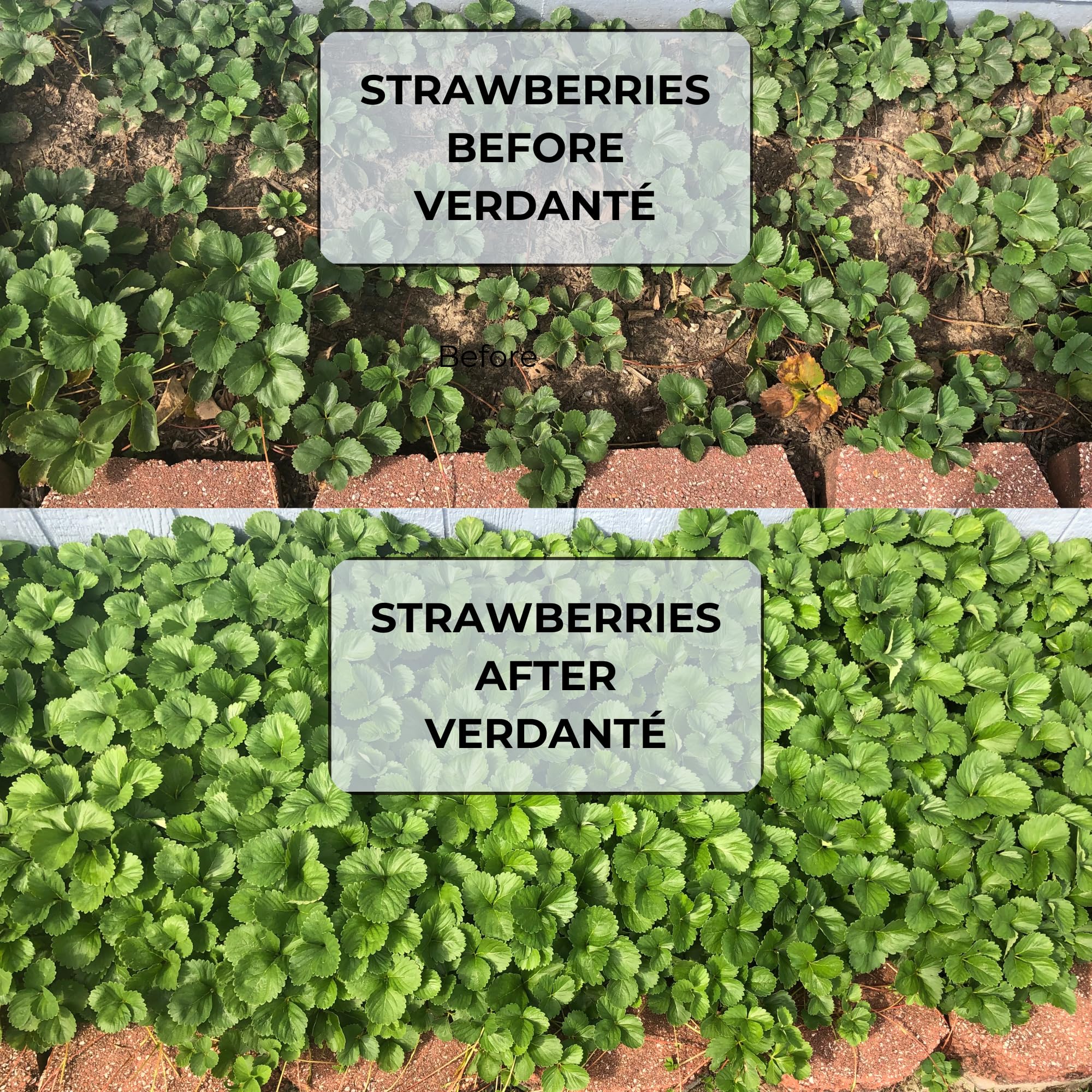 VERDANTÉ Complete Plant Care Liquid dispensing action supports uniform soil nourishment.
