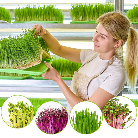 Verdanzia cut-to-fit 10x20 tray mat ready for daily microgreen harvests.
