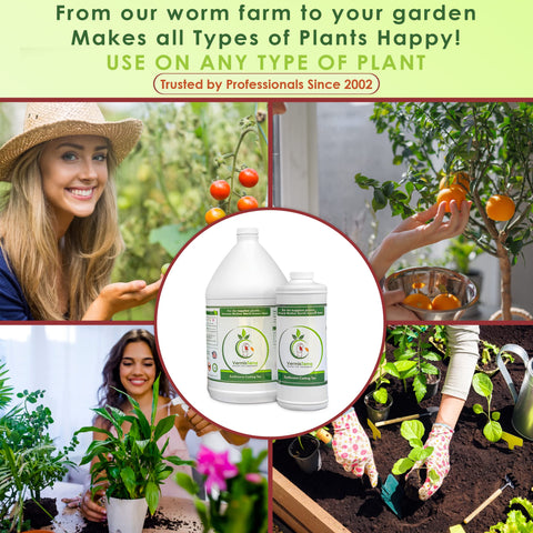 Pouring VermisTerra Worm Tea for root-boosting soil nourishment