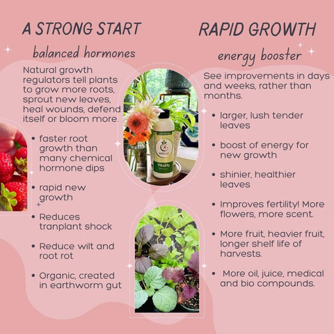VermisTerra Vitality seedling-fertilizer supports gentle root formation for strong young plants.