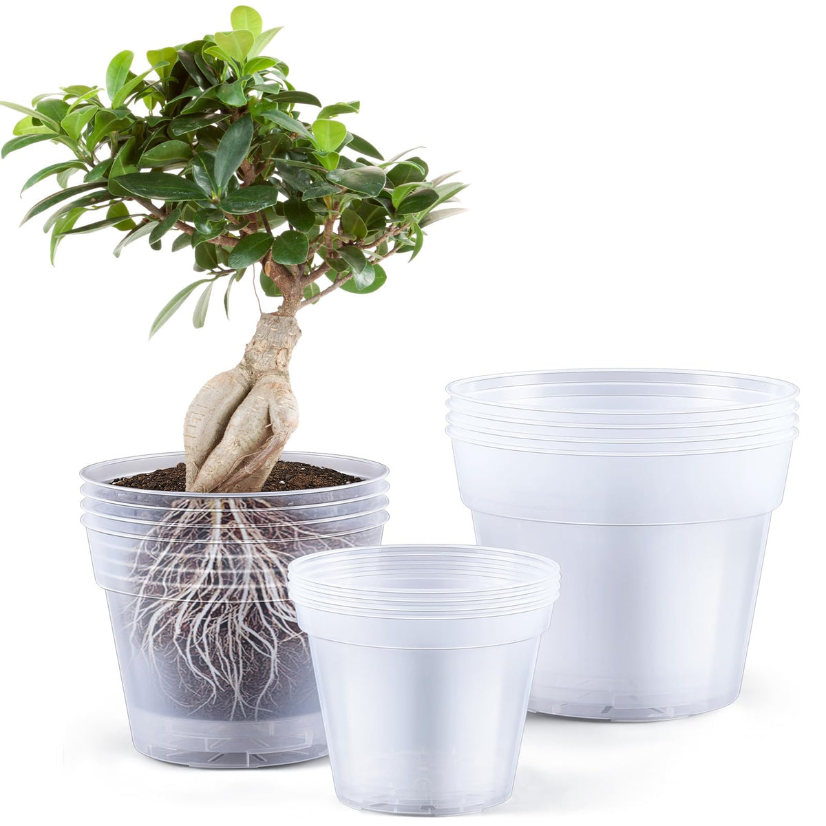Vesici 8-inch clear nursery pot showing root visibility for transplanting.