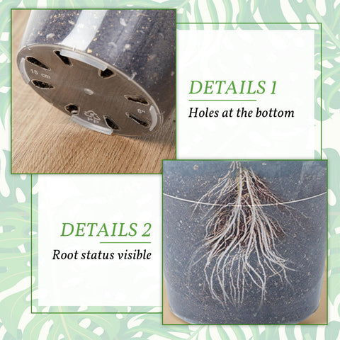 Vesici clear 10-inch nursery pot ideal for larger seedlings and flowering plants