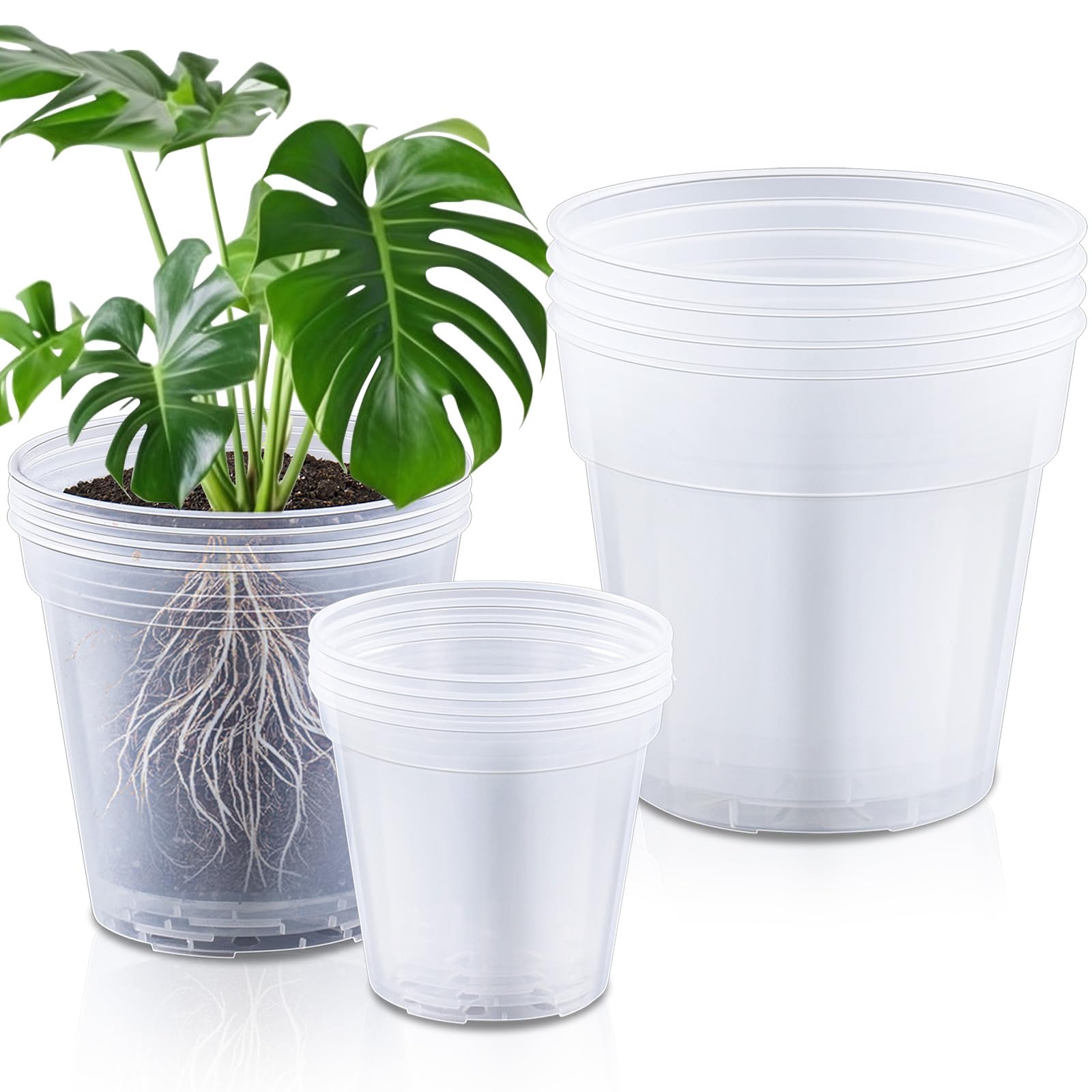 Vesici clear 6-inch nursery pot with transparent walls for easy root monitoring and display