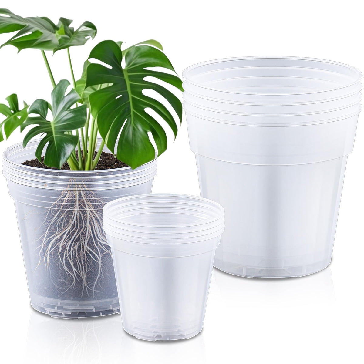 Vesici clear 6-inch nursery pot with transparent walls for easy root monitoring and display