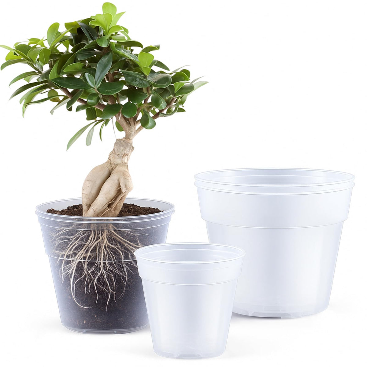 Vesici clear nursery pot 8 inch with visible roots for easy monitoring.