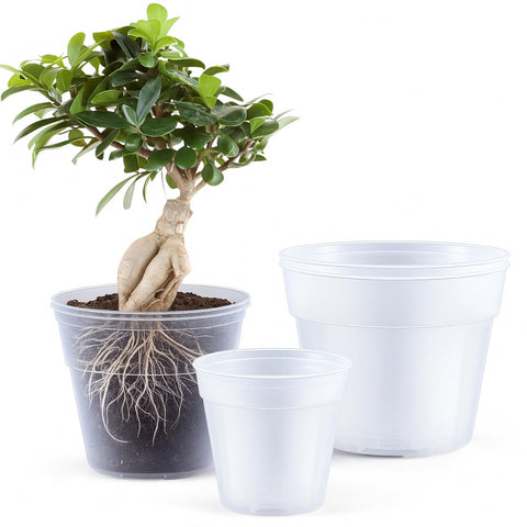 Vesici clear nursery pot 8 inch with visible roots for easy monitoring.