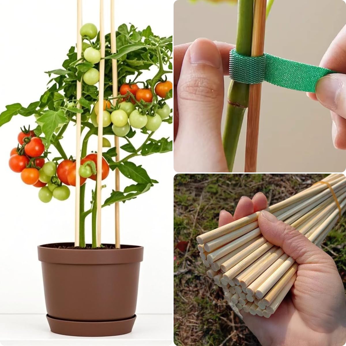 Vesyman bamboo stake for climbing plants provides sturdy support
