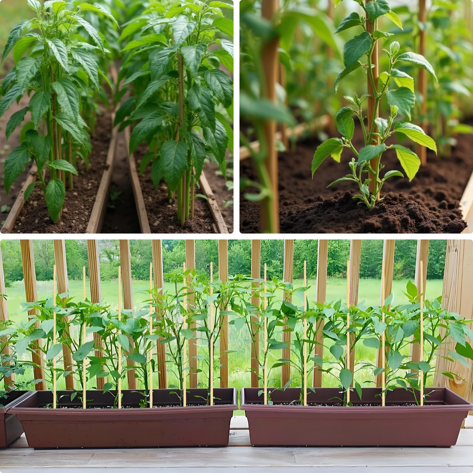 Vesyman bamboo stake outdoor garden use for organizing and staking