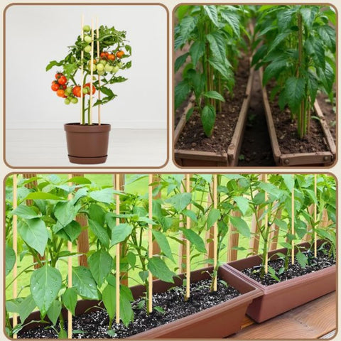 Vesyman bean climber stake helping vines climb and spread