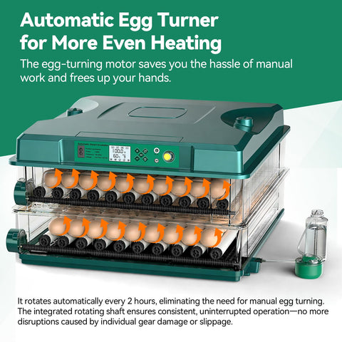 Vevitts capacity versatility for multi-species hatching with quail, pigeon, and duck eggs