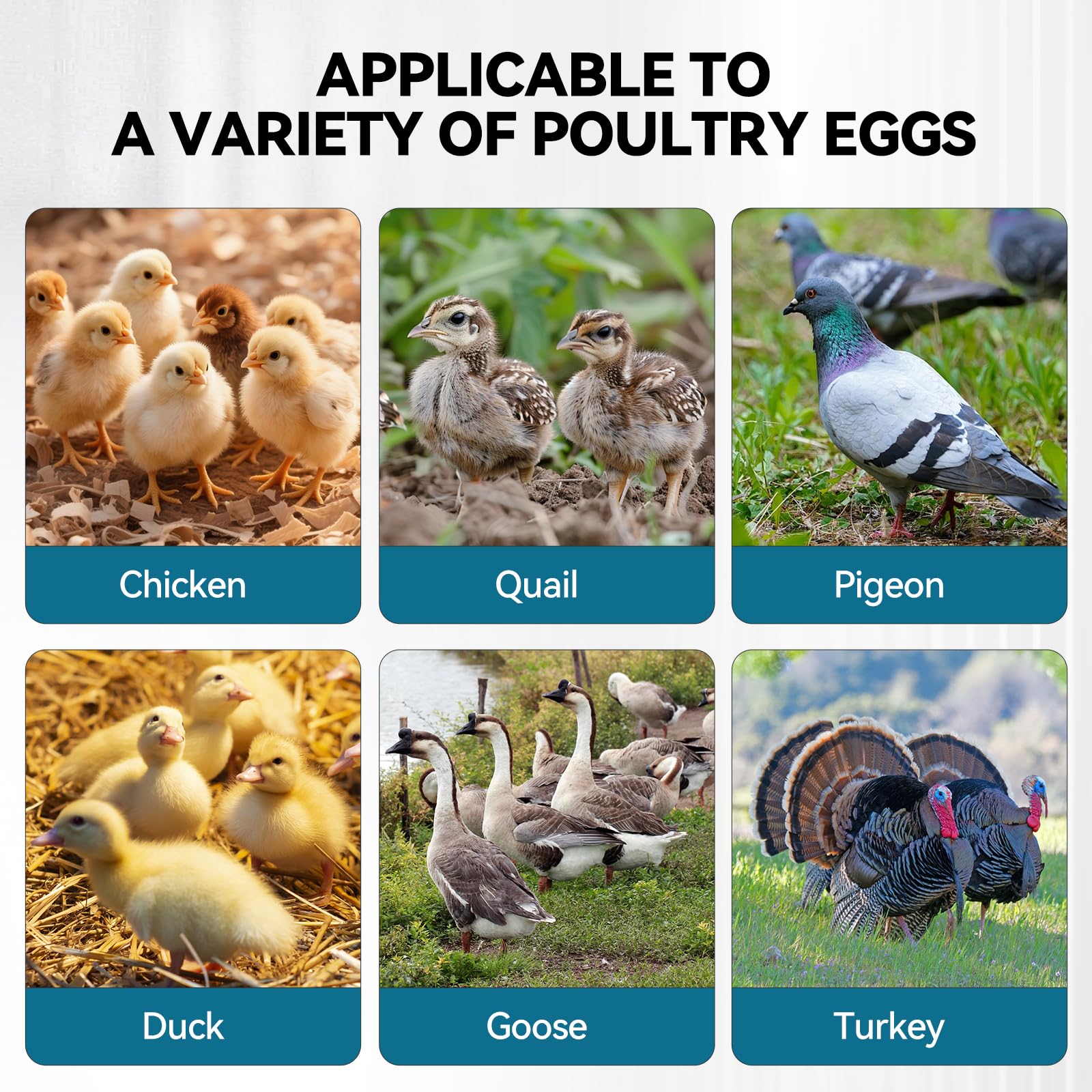 Vevitts incubator large capacity holds hundreds of eggs for steady hatching.