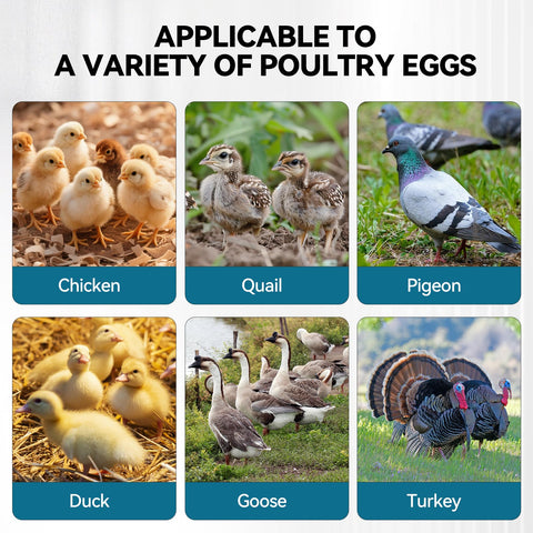 Vevitts incubator large capacity holds hundreds of eggs for steady hatching.