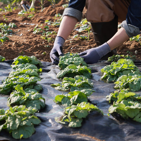 VEVOR garden fabric promotes soil health by reducing erosion while maintaining soil moisture.