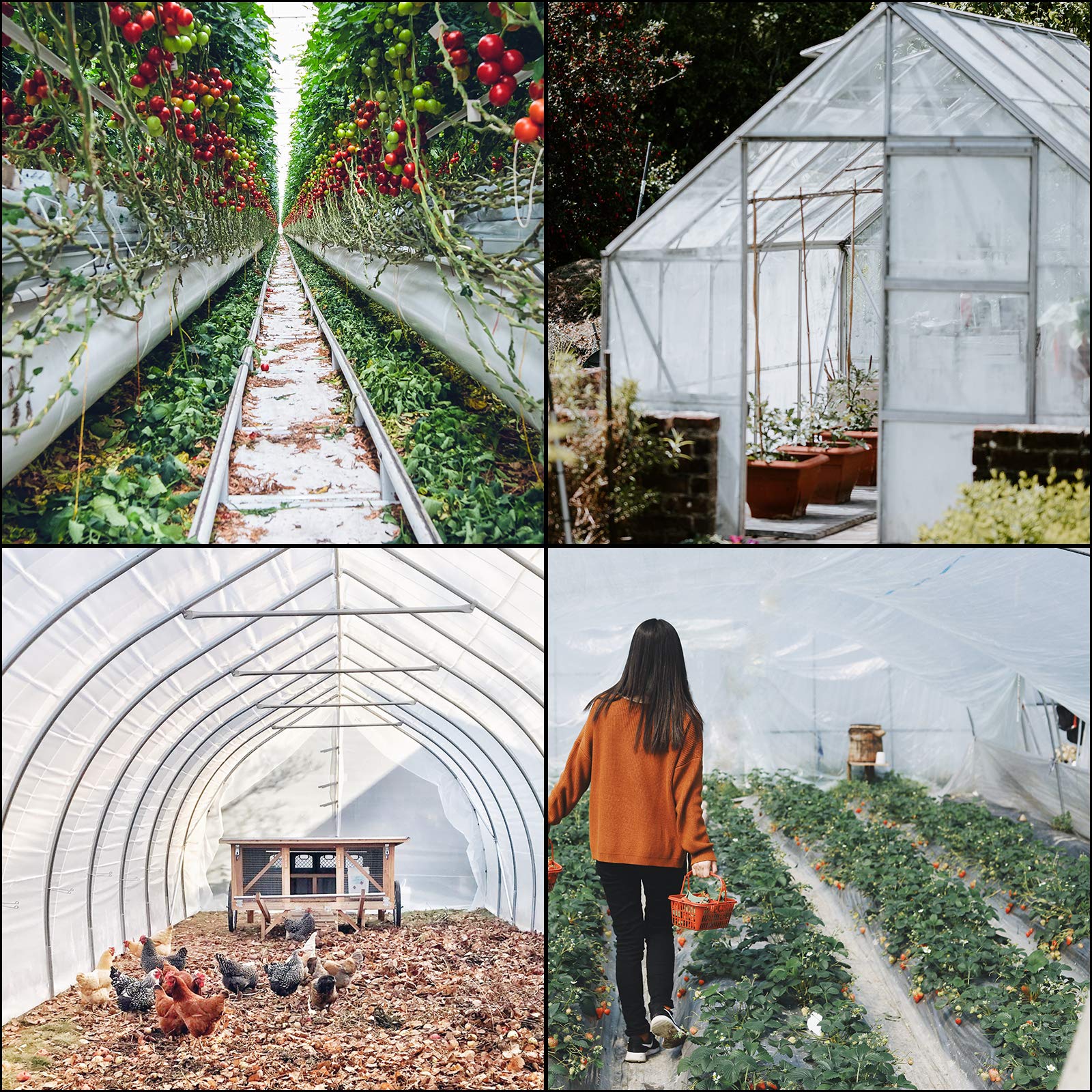 VEVOR greenhouse film maintains warmth inside during chilly mornings