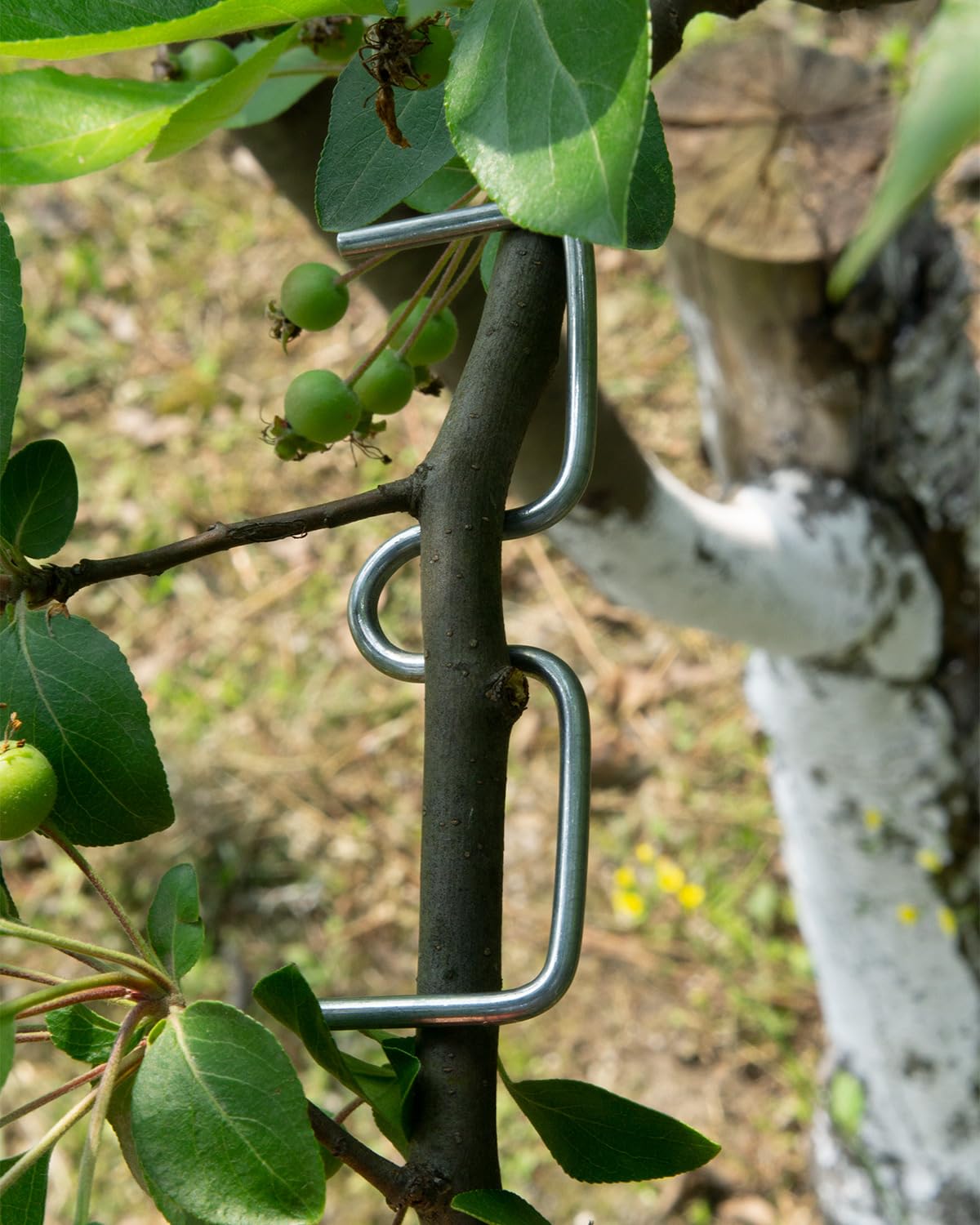 Vibriskape branch-spreader supports growth by increasing light exposure on fruit trees.