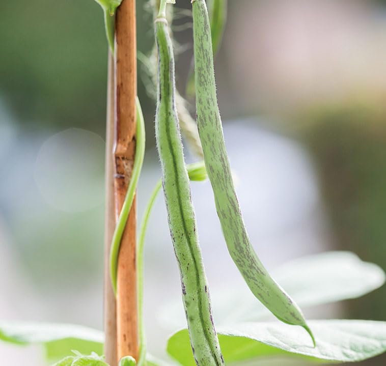 VicaVerde bamboo stakes suitable for indoor and outdoor use.