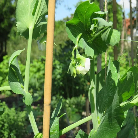 VicaVerde bamboo stakes resist weather for durable garden use.