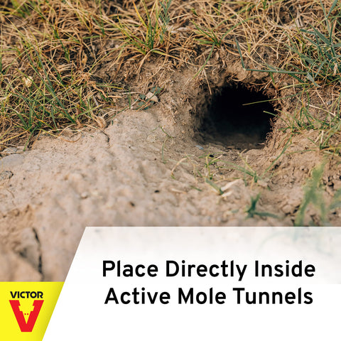 Victor Out O'Sight trap with dirt cover ready to trigger in tunnel.
