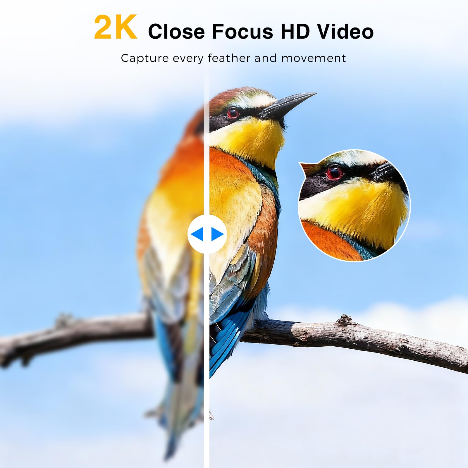 Viigytek cloud storage 30-day trial for bird footage