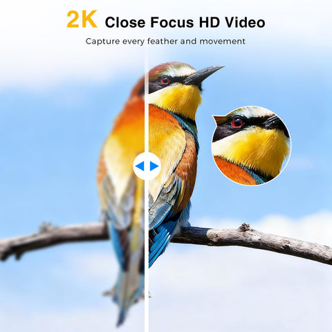 Viigytek cloud storage 30-day trial for bird footage