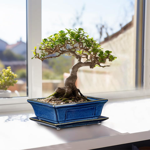 Villa Como bonsai pots outdoor-friendly durable stoneware for seasonal use