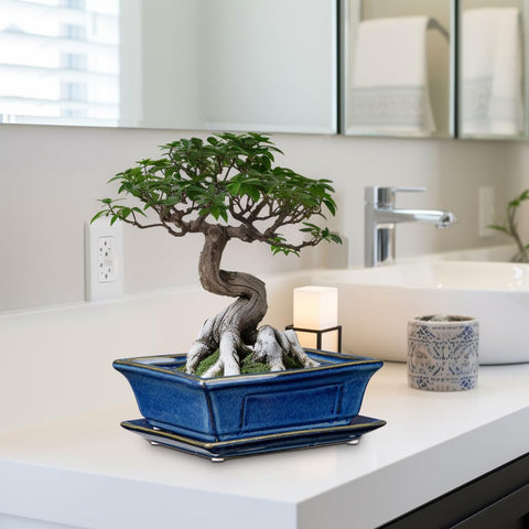 Villa Como bonsai pots securely packaged protects from transit breakage
