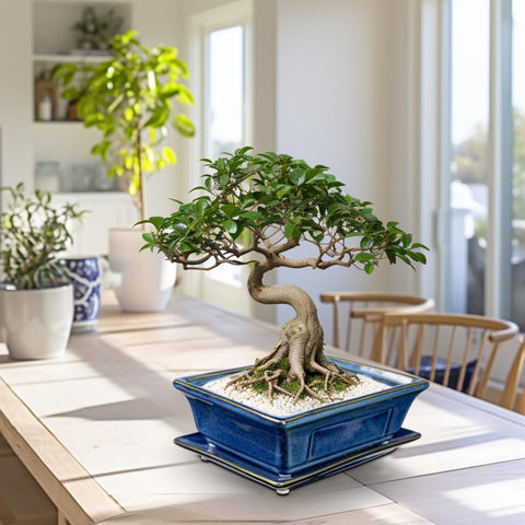 Villa Como bonsai pots on windowsill highlight calming blue glaze