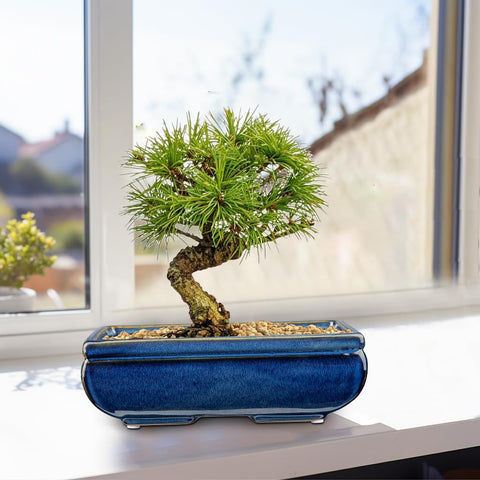 Villa Como glazed planter highlights color and texture to elevate any greenery arrangement.