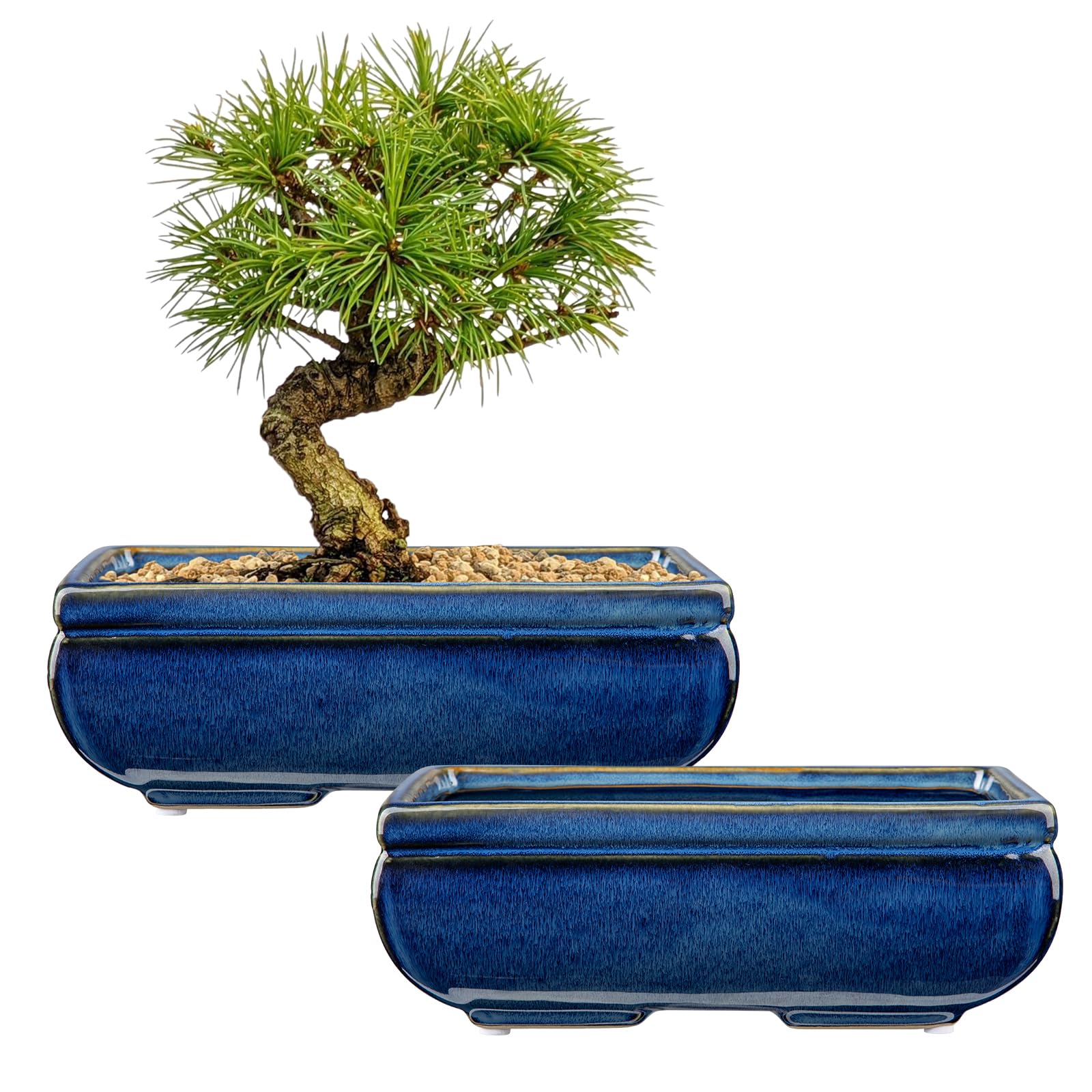 Villa Como succulent pots with blue glaze provide an elegant indoor display and durable construction.