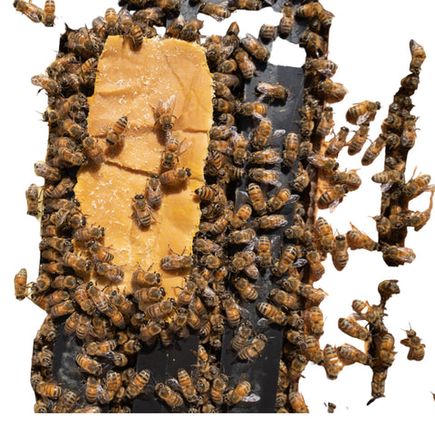 Village Gift Importers pollen patty on hive surface for easy feeding