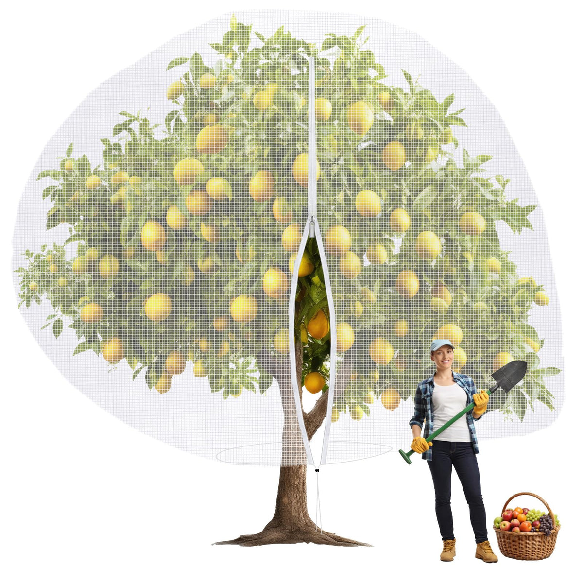 Vincreem fruit tree netting bag covering a plant with visibility for growth