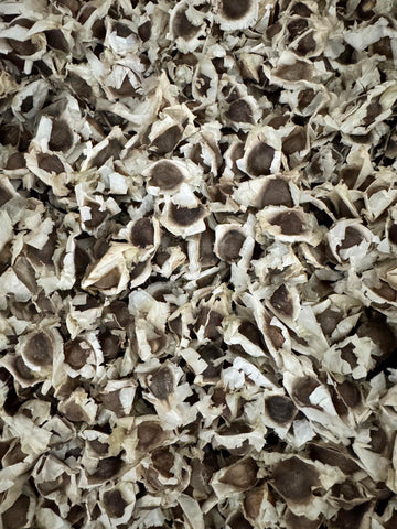 Violet Reign Naturals PKM-1 moringa seeds close-up of tiny round seeds