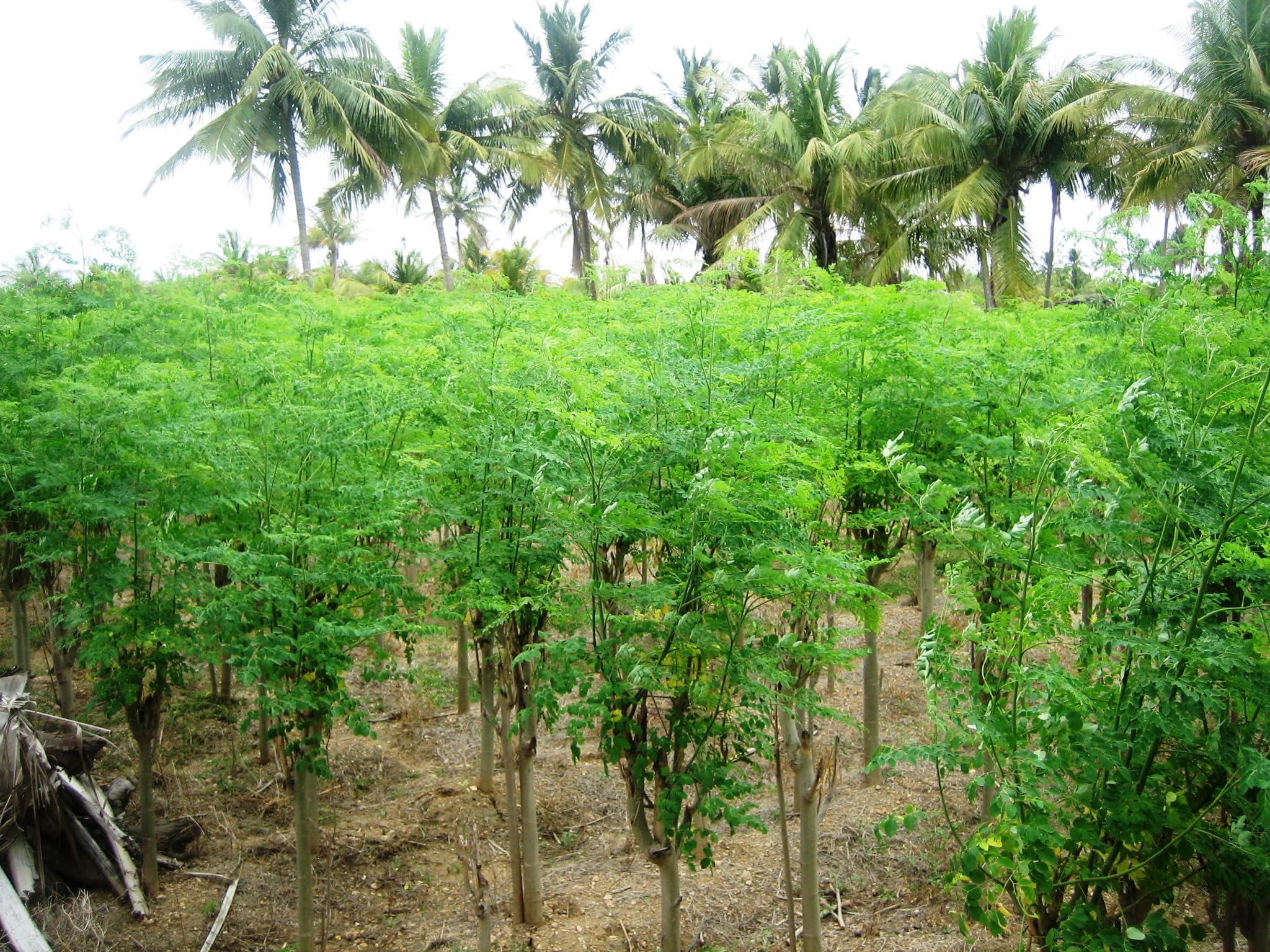 Violet Reign Naturals PKM-1 moringa seeds ready for sowing